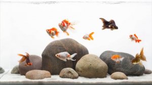 Золотые рыбки #1.