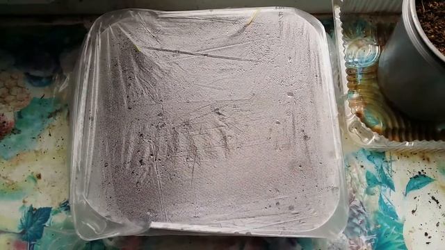 Саженцы:Кипариса,Мандарина,Сосны,Кедра 2021г.?) смотреть онлайн