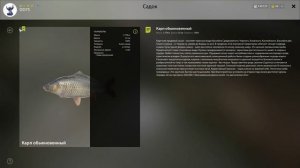 Русская рыбалка 4 - река Белая - Карп под камышом