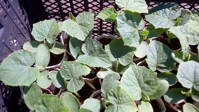 Как вырастить крепкую рассаду огурцов Хочешь быть с огурцами делай так смотреть онлайн