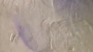 Сом  в рыболовном клубе Литвиново