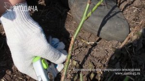 Защита роз от мышей под зимним укрытием.