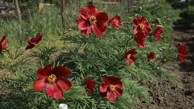 Пион EARLY BIRD смотреть онлайн