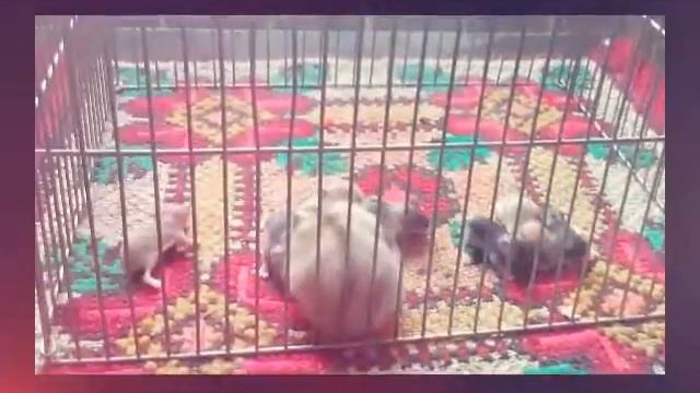 Джунгарські хом'яки ростуть смотреть онлайн