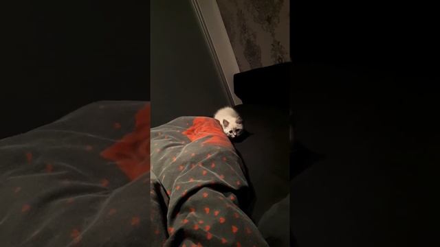 Котёнок не даёт спать. смотреть онлайн