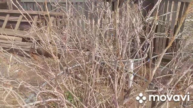 Баурсаки-по русски? смотреть онлайн