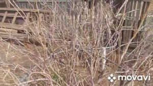 Баурсаки-по русски?