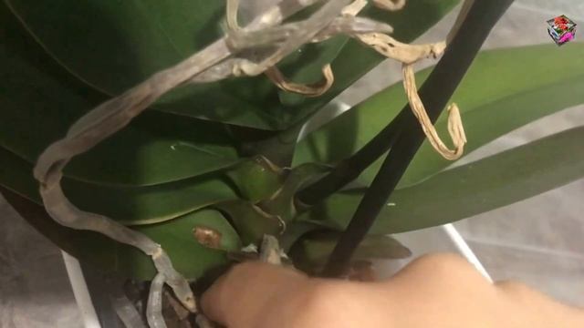 Цветущий фаленопсис Ark's Ray - обзор красавца, кто звездные родители. Особенности сорта. смотреть онлайн