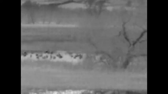 Nocturnal Wildlife Tours - See Wildlife in a totally different light смотреть онлайн