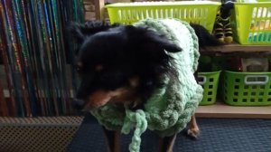 Жилетка для собаки из ализе пуффи