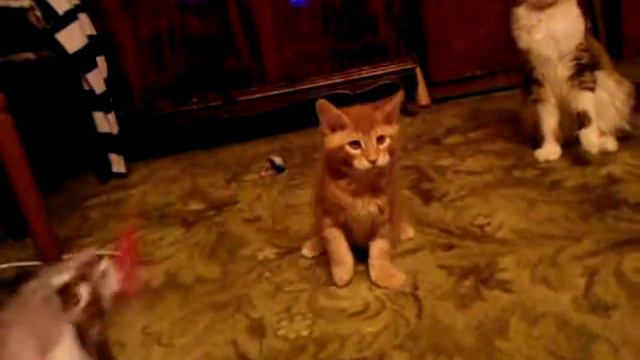 Котята мейн-кун
