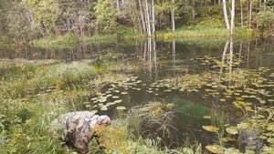Ловушка для рыбы. Дедовский способ.