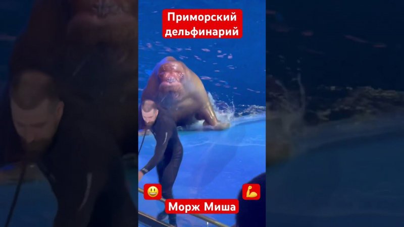 Приморский дельфинарий Путешествие по Дальнему Востоку