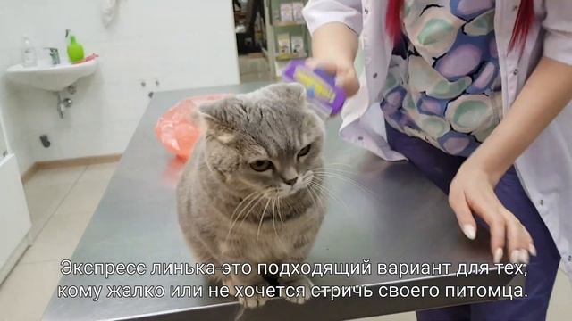 Экспресс линька кошки без седации!?