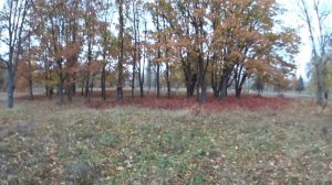 Quercus rubra - дуб красный. Красивые декоративные группы дубов в парке Дружбы Народов на о. Муроме