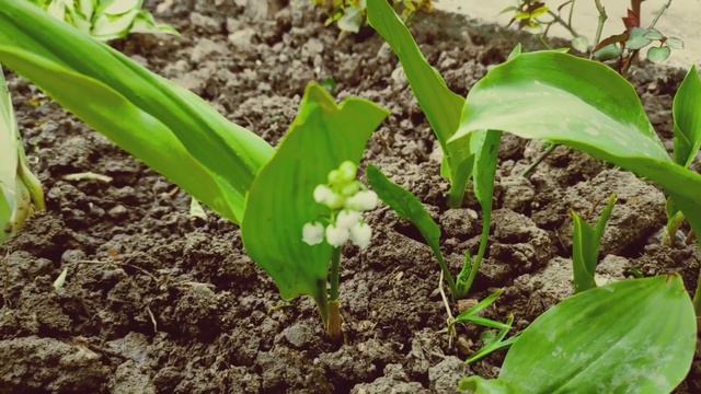 DJurdjevak Za Tisinu I Senku смотреть онлайн