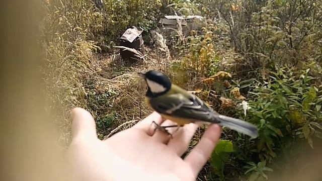 Любопытный синиц улетать не хотиц или Синица из рук в небо #Синица, #Стихии, #СоРОкопутка смотреть онлайн