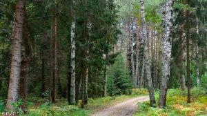 Подберезовик разноцветный. Как выглядит, где собирать ?