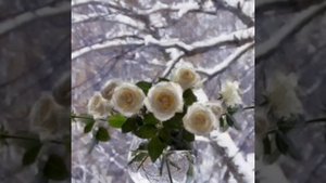 Стас Куташов . Белые розы.