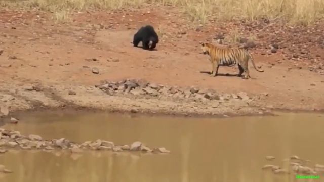 Медведь губач против бенгальского тигра! смотреть онлайн