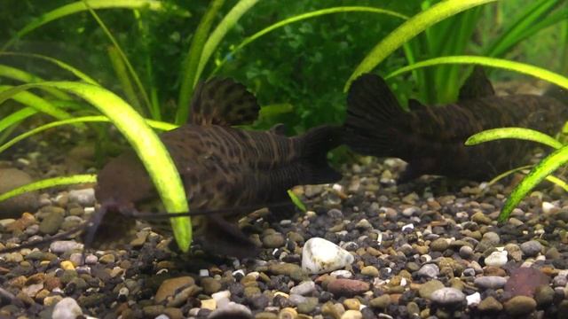 Сом Таракатум. Megalechis thoracata. Аквариумные рыбы.