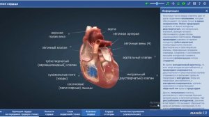 Анатомия сердца