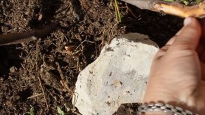 Что это на розе❓❓ Бактериальный рак или каллюс❓ Прошу совета у бывалых розоводов.