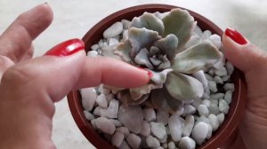 Suculenta Echeveria Crispate Beauty - Como cuidar