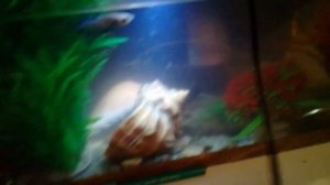 Чистка аквариума петушкам сифоном.