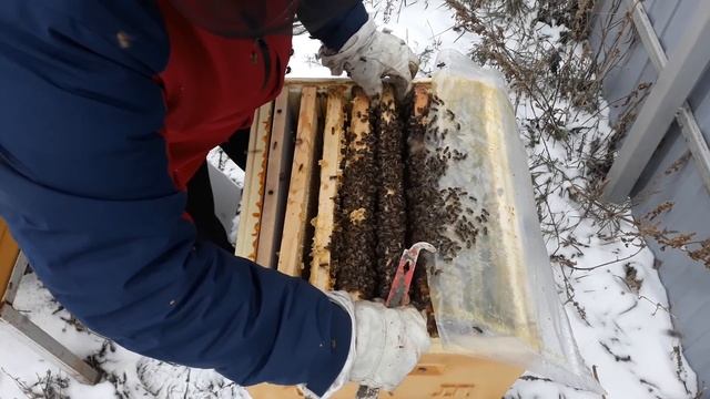 ЗИМОВКА ПЧЁЛ НА УЛИЦЕ ОСМОТР НА РАСПЛОД  Слабонервным не смотреть смотреть онлайн