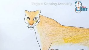 How to draw a tiger -  step by step drawing