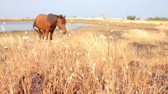 Видео презентация конного двора. Индия, Гоа, Арамболь смотреть онлайн