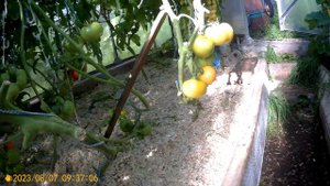 ТОМАТ-САНЬКА ЗОЛОТОЙ