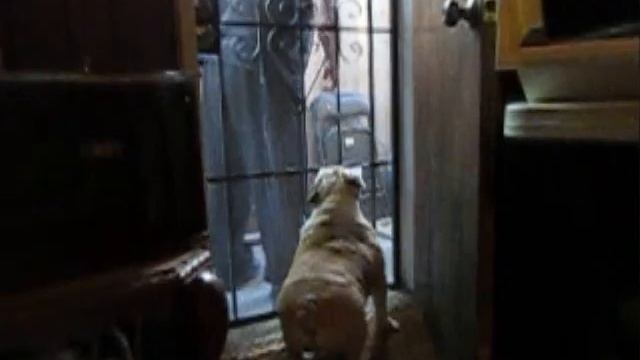 Baxter n Garbageman Jumping Bulldog Canon sx260 hs slow motion and 720p test video смотреть онлайн