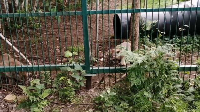 Как дела в пумячьем царстве) В гостях в Доме тигра смотреть онлайн