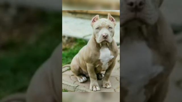 pitbull dog lover--WhatsApp Status--pitbull dog Attitude #pitbulls#short