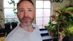 Croton Update ~ Codiaeum Mrs Iceton