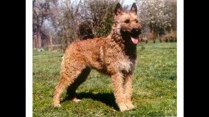 Бельгийская овчарка лакенуа. Видео.