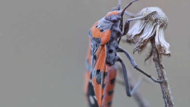 Клоп-пожарник смотреть онлайн