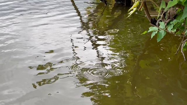 Поймал рака на палку!🎣🦞#рыбалка#раки
