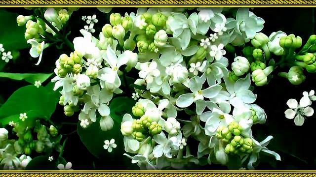 С.Алмазова "СЛАДКИЙ МЕД" смотреть онлайн