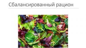 Вебинар Основы рационального питания