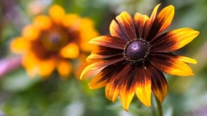 Самые Красивые Цветы Мира / Невероятная Подборка