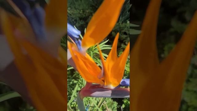 Bird 🐦  of paradise flower- hoa mỏ két hay Thiên Điểu