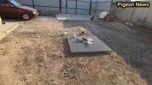 Как понять Когда надо Выпускать Голубеи на Волю