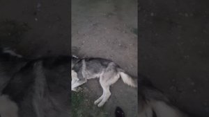 ШОК КОНТЕНТ! НЕ ДЛЯ СЛАБОНЕРВНЫХ! ХАСКИ УМИРАЕТ! #собаки #ХАСКИ