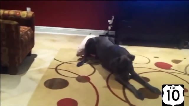 ТОП 10 МИНИ ПИГИ, мини свинки Карликовые свинки свинка пеппа смотреть онлайн