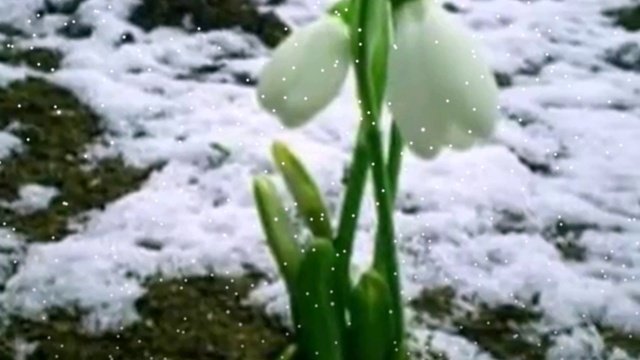 СНЕГОПАД
