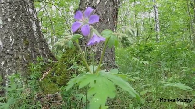 Герань лесная. Лекарственные травы. Geranium forest. medicinal herbs смотреть онлайн