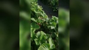 клубника Флёр/Клери/Альба +Джоли